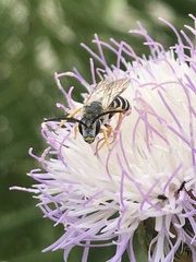 Halictus fulvipes