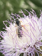 Halictus fulvipes