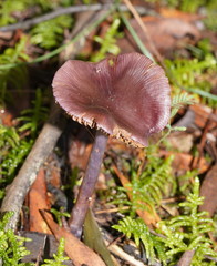 Thaxterogaster submagellanicus