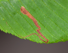 Phytomyza aesculi