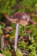 Thaxterogaster submagellanicus