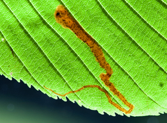 Phytomyza aesculi