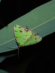 Agathia lycaenaria