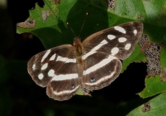 Dynamine postverta mexicana