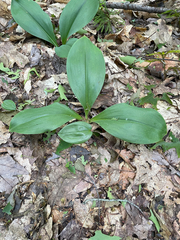 Clintonia borealis