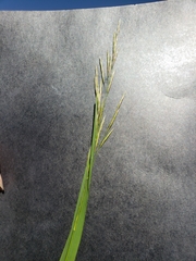Brachypodium pinnatum