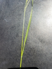 Brachypodium pinnatum