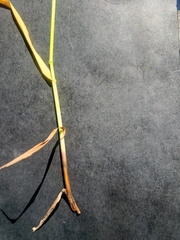 Brachypodium pinnatum