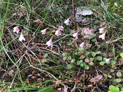 Linnaea borealis