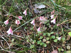 Linnaea borealis