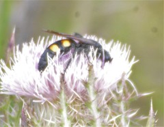 Pygodasis quadrimaculata