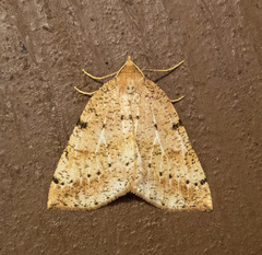 Thallophaga hyperborea