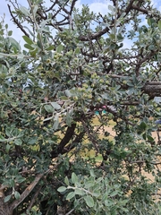 Pyrus elaeagrifolia