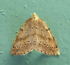 Thallophaga hyperborea