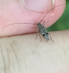 Hyperplatys maculatus