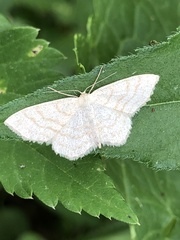 Scopula ternata