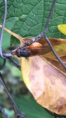 Rhingia rostrata