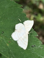 Scopula ternata
