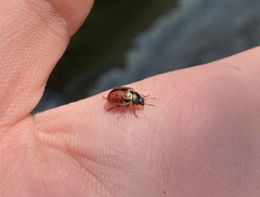 Calligrapha spiraeae