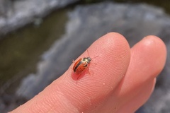 Calligrapha spiraeae