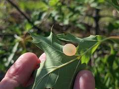 Amphibolips nubilipennis