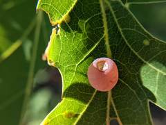 Amphibolips nubilipennis