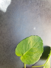 Caltha palustris