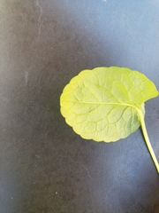 Caltha palustris