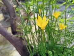 Zephyranthes citrina