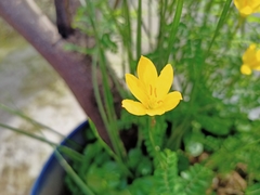 Zephyranthes citrina