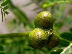 Zephyranthes citrina