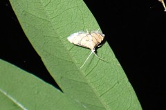 Lamprosema tampiusalis