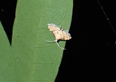 Lamprosema tampiusalis