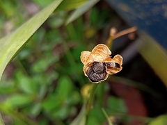 Zephyranthes citrina