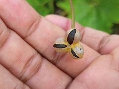 Zephyranthes citrina