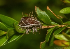 Iptergonus bifurcatus