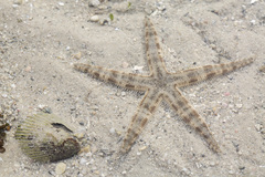Archaster typicus