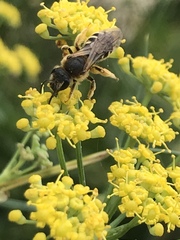 Halictus fulvipes
