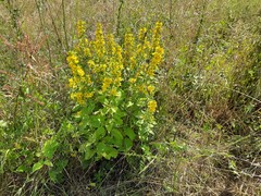 Lysimachia verticillaris