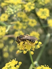 Halictus fulvipes