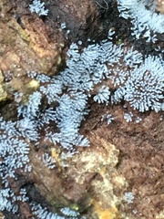 Ceratiomyxa fruticulosa fruticulosa