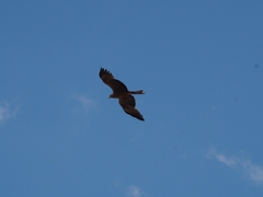 Milvus migrans migrans