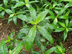 Commelineae