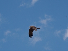 Milvus migrans migrans