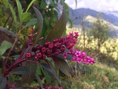 Phytolacca rugosa