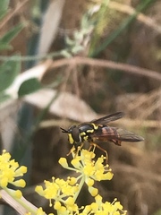 Chrysotoxum triarcuatum