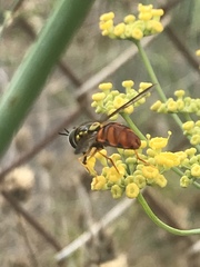 Chrysotoxum triarcuatum