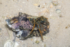 Clibanarius infraspinatus