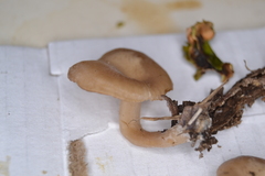 Lentinellus micheneri