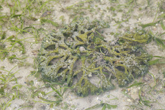 Haliclona cymaeformis